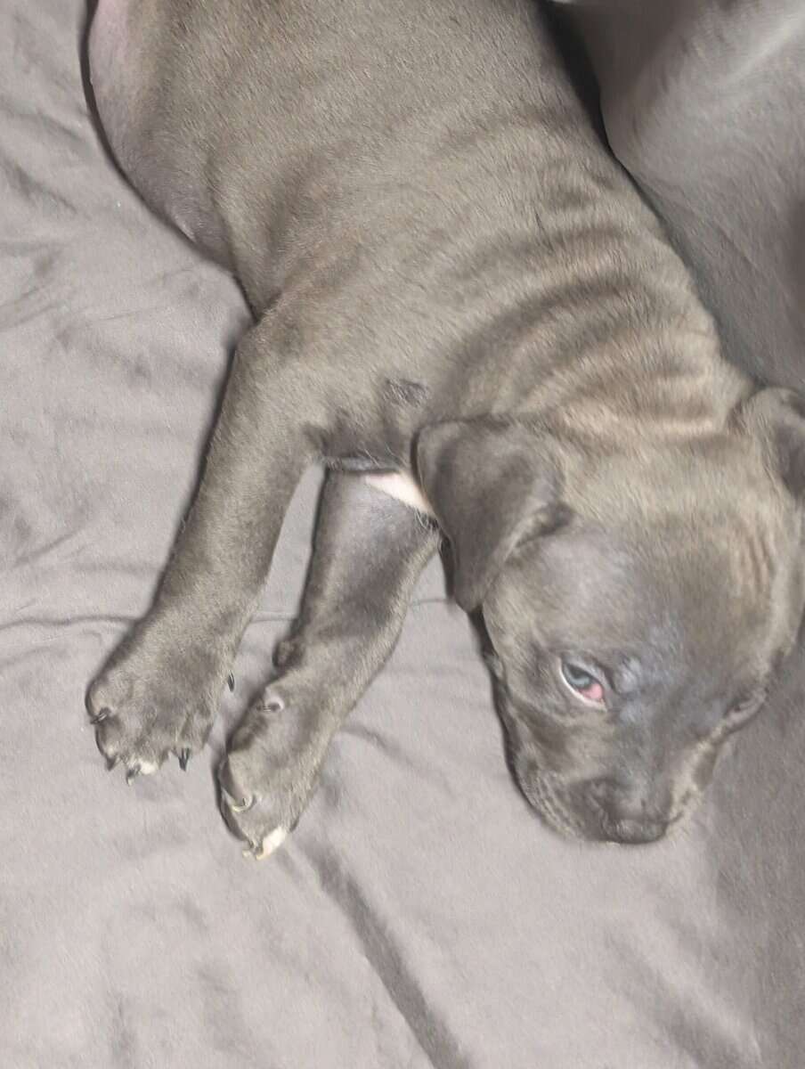 American Pitbull Terrier Puppies image 5