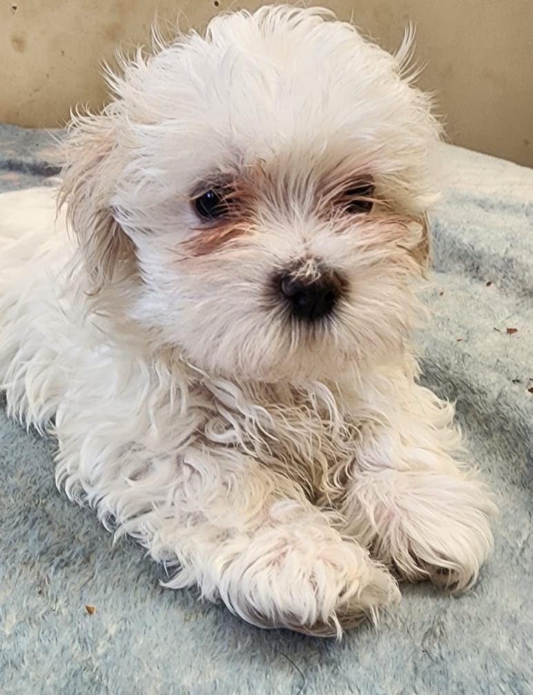 Purebred Maltese Puppy – Ready Now image 1