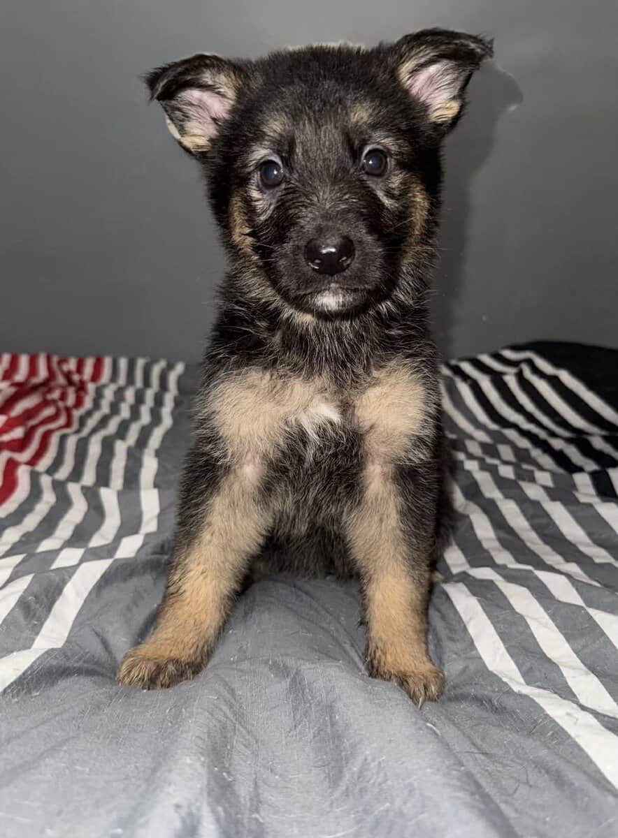 German Shepherd Puppies image 5
