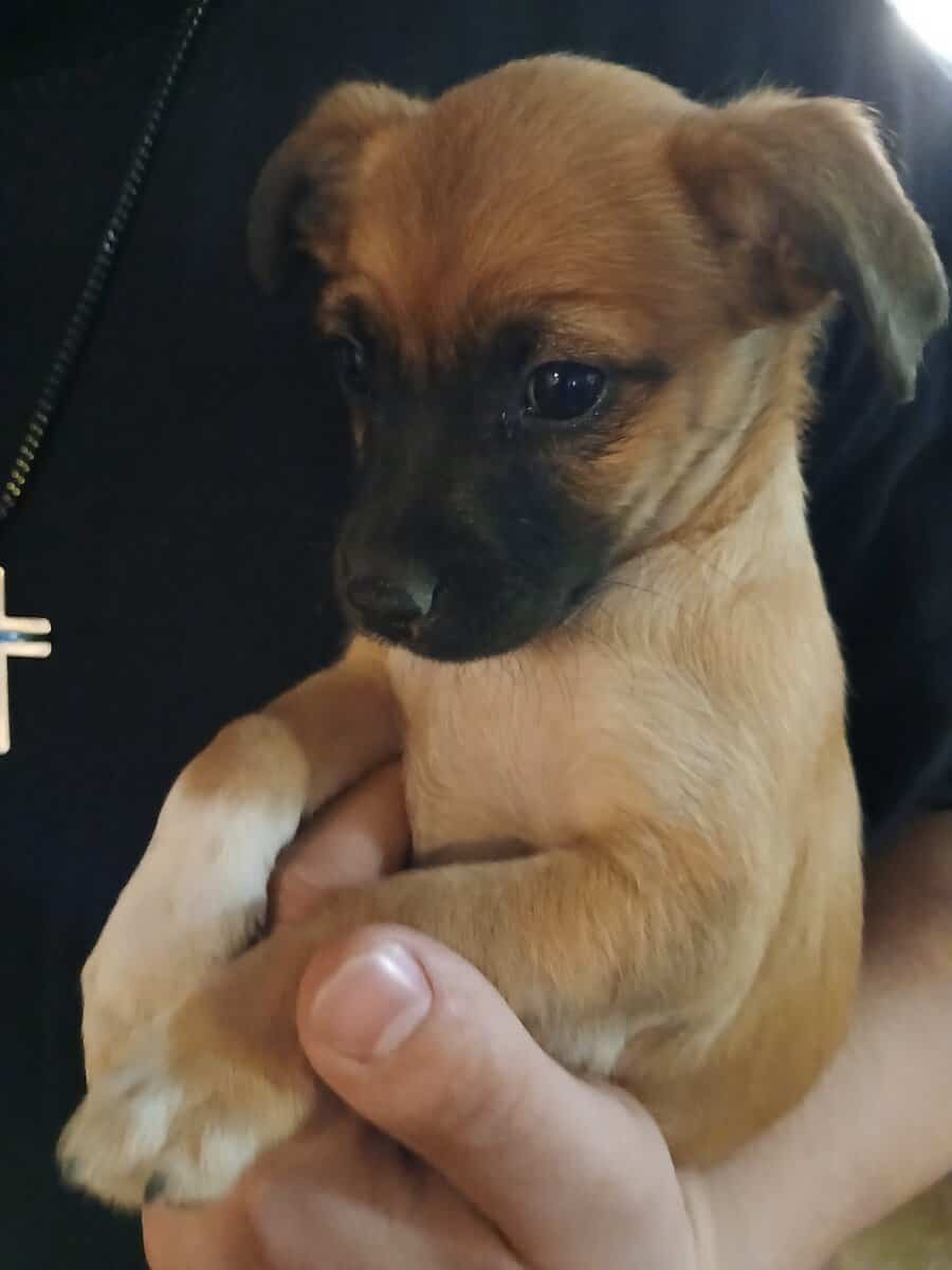 Chihuahua, valentine's, puppy almost 10 weeks image 3