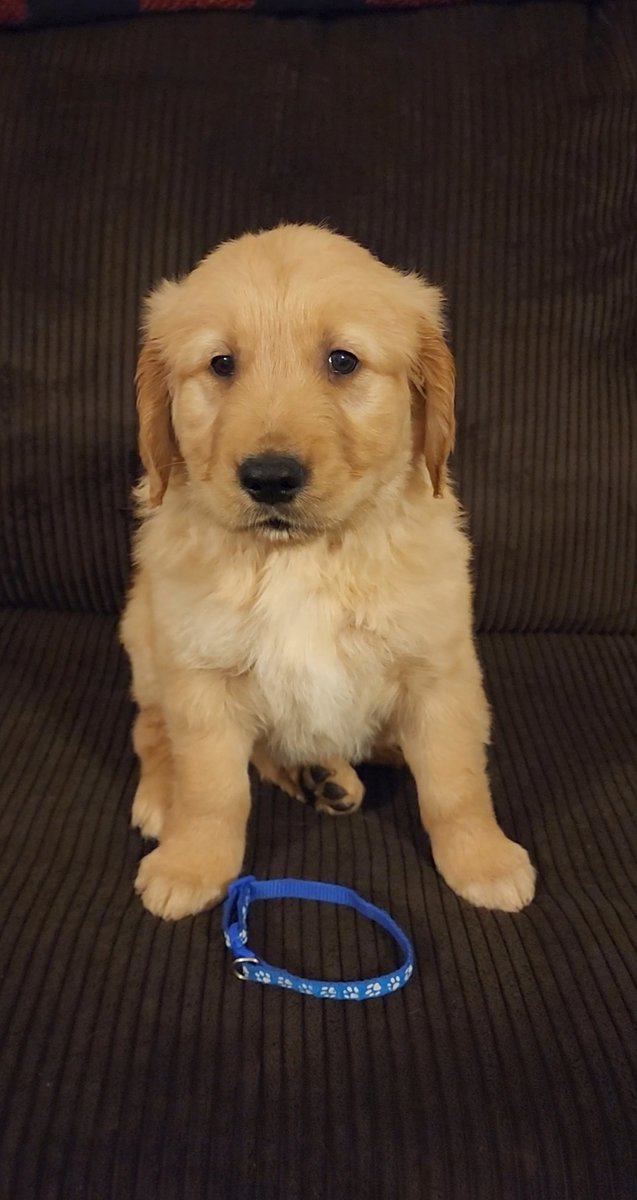 AKC Golden Retriever Puppies image 9