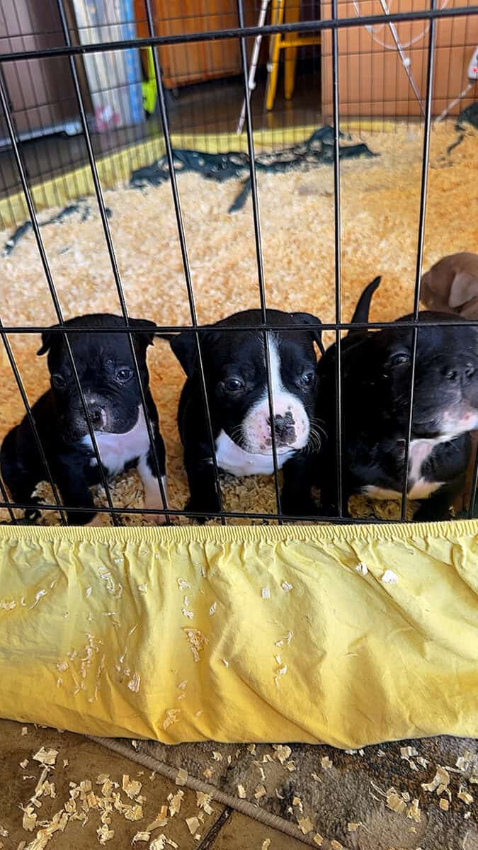 Puppies image 2