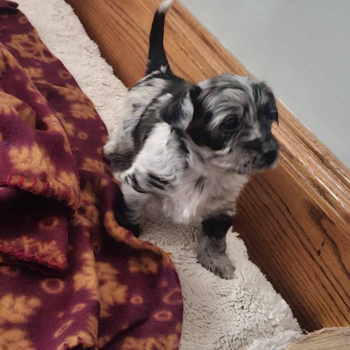 Yorkipoo female puppy image 4