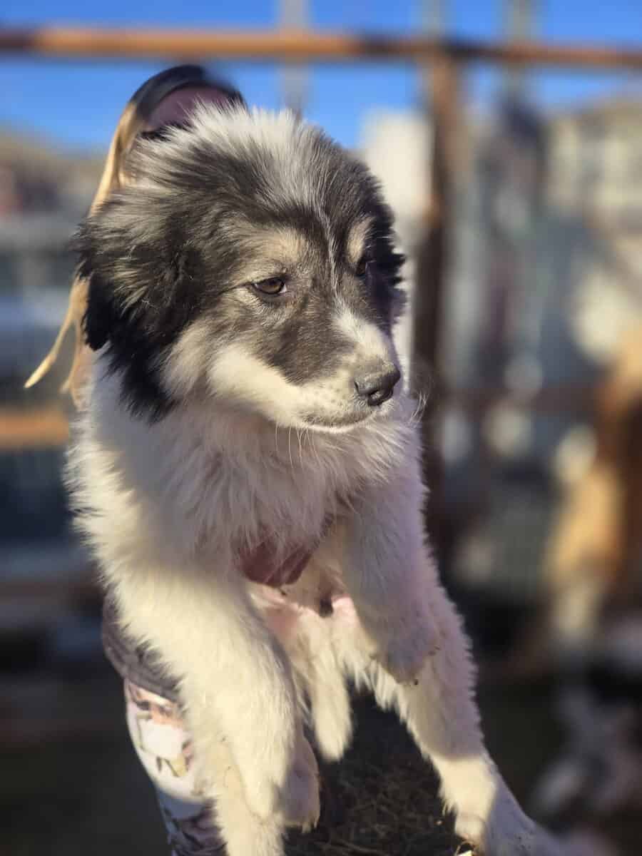 Great Pyrenees Puppies For sale image 3