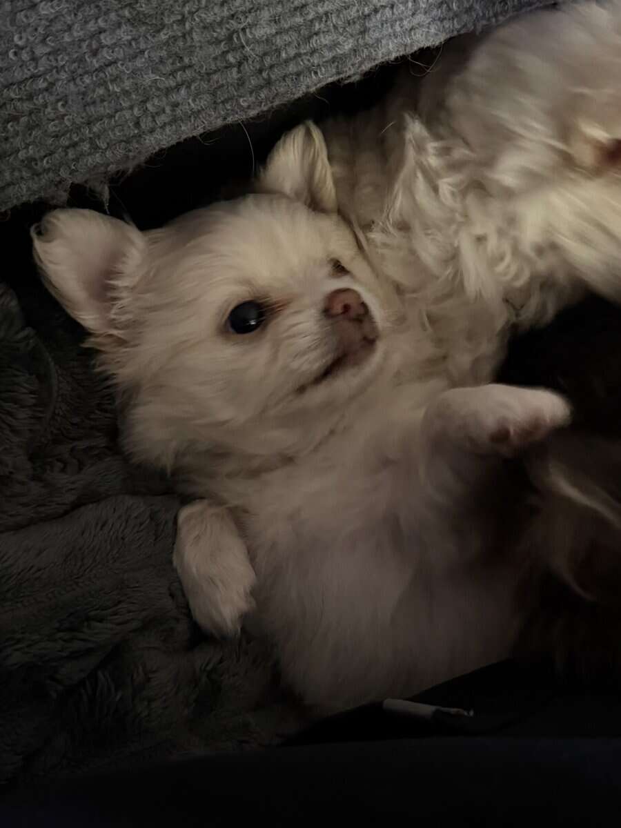 Ziggy image 1