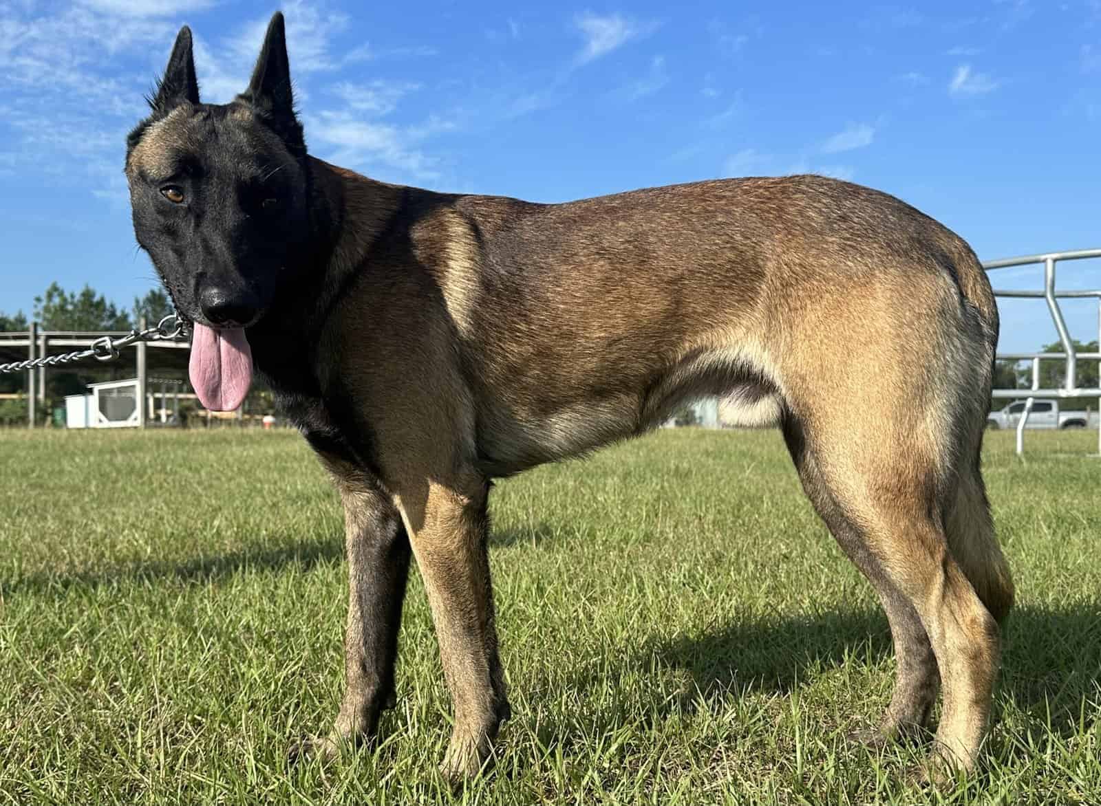 Belgian Malinois image 2