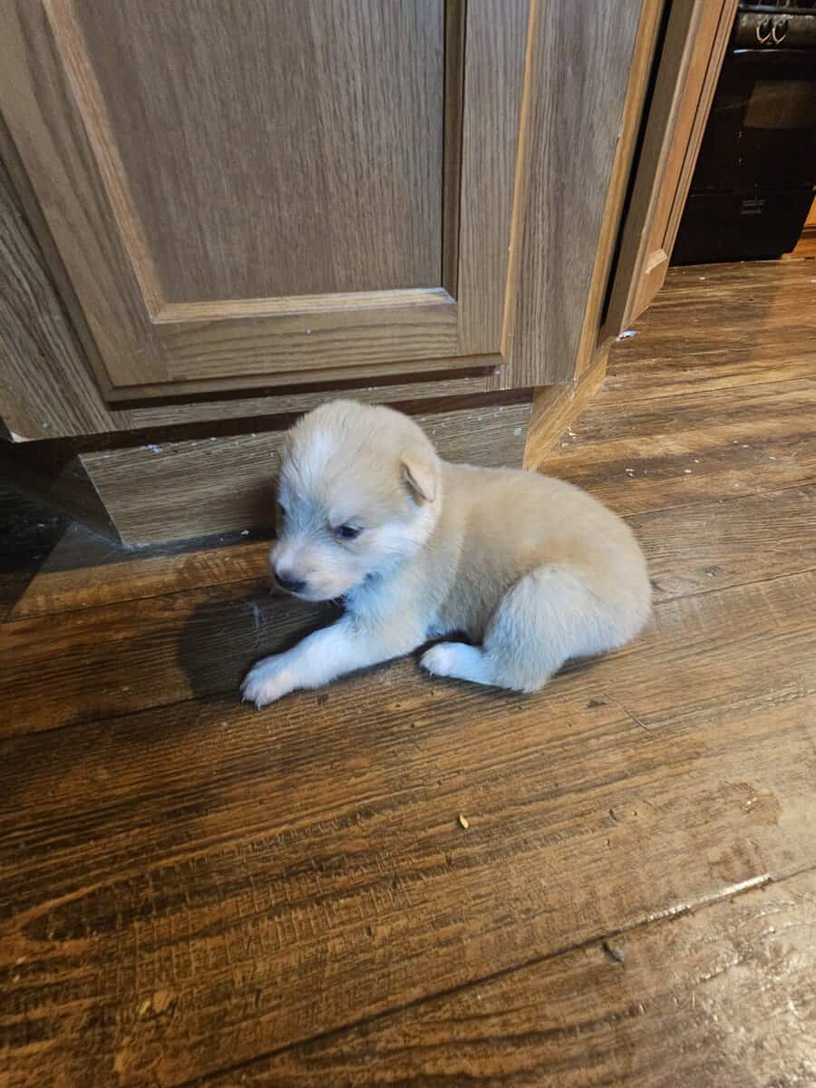 11 malamute mix puppies image 3