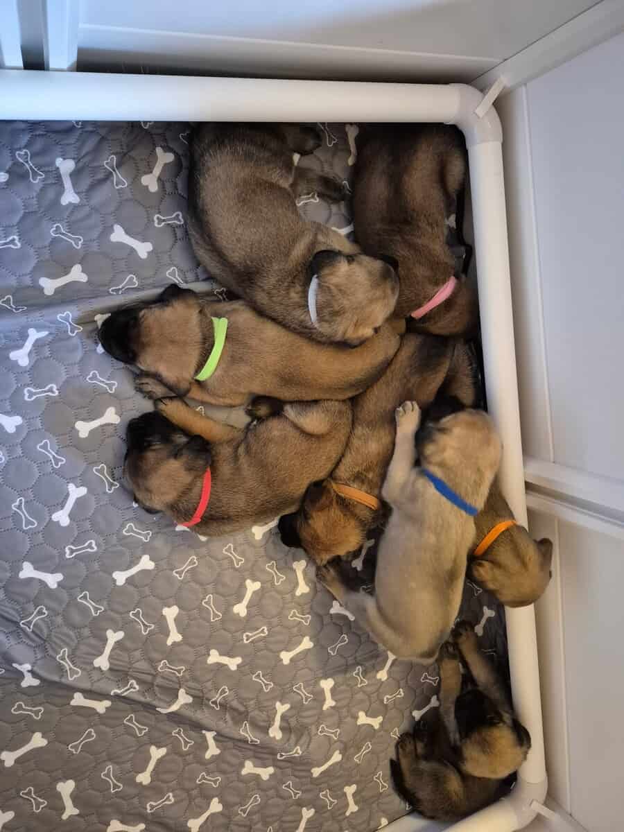 Mastiff image 2
