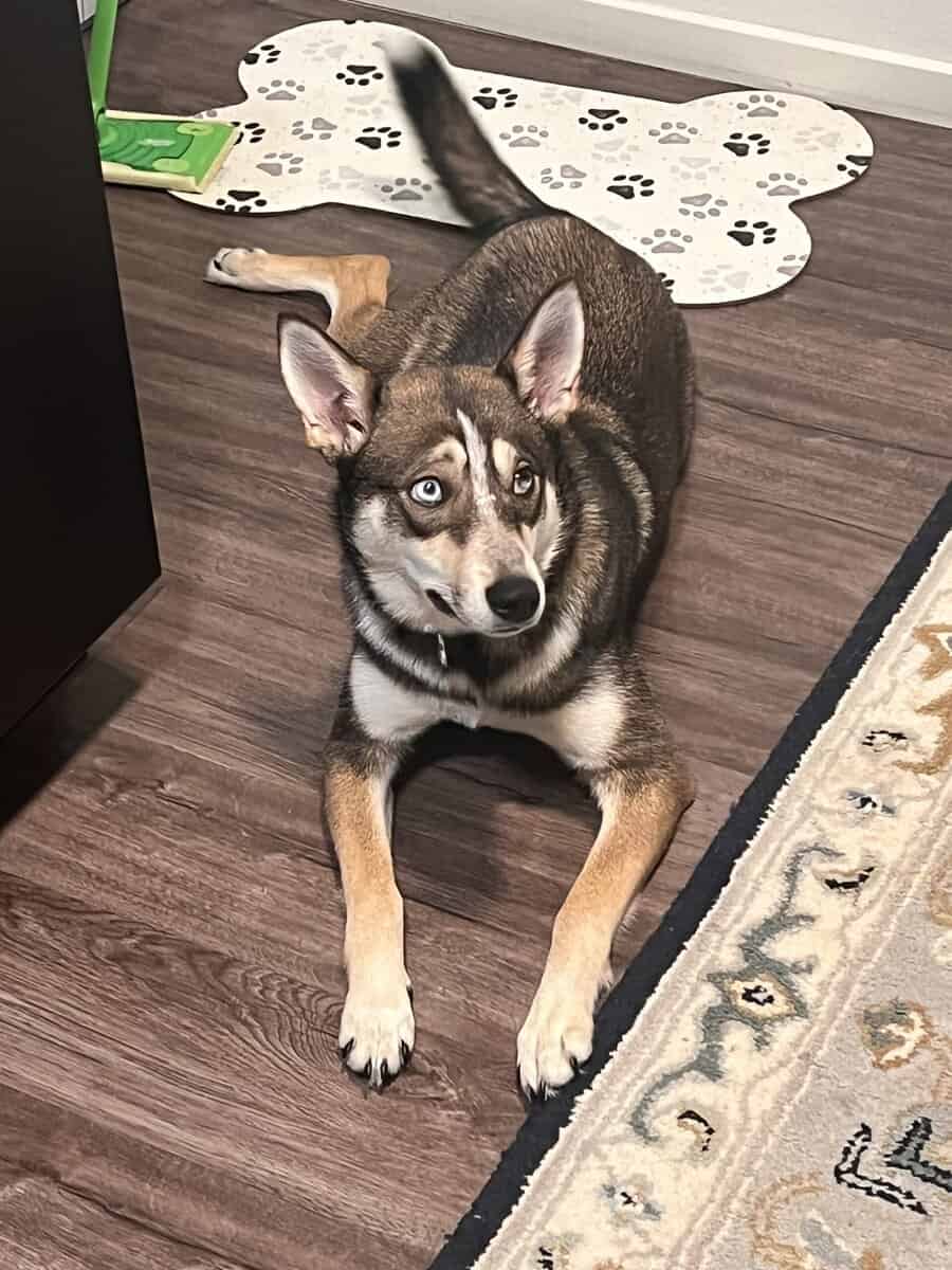 Husky / German shepherd free image 4