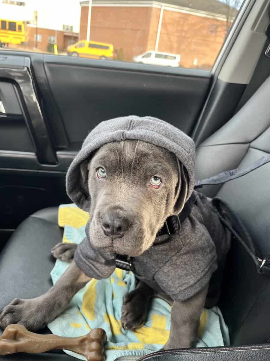 Cane Corso Puppy for sale image 2
