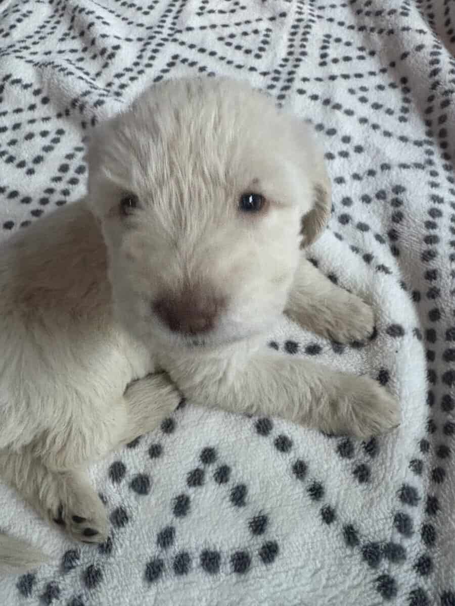 Labradoodle puppy image 10