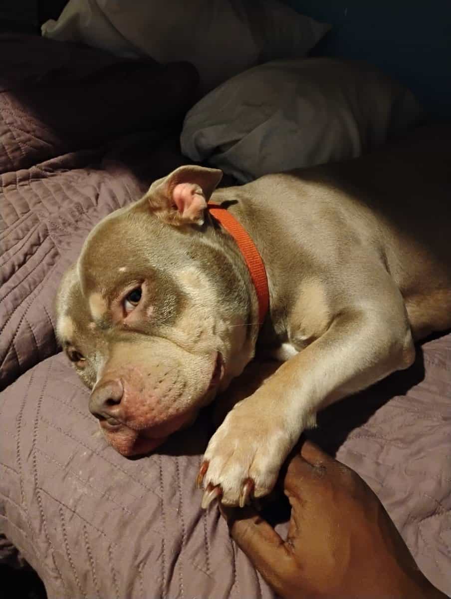 Bully pitbull image 1