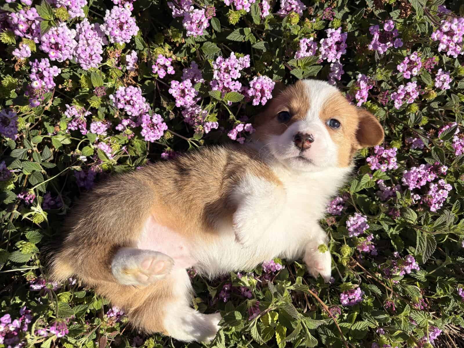 Purebred Pembroke Welsh Puppies image 5