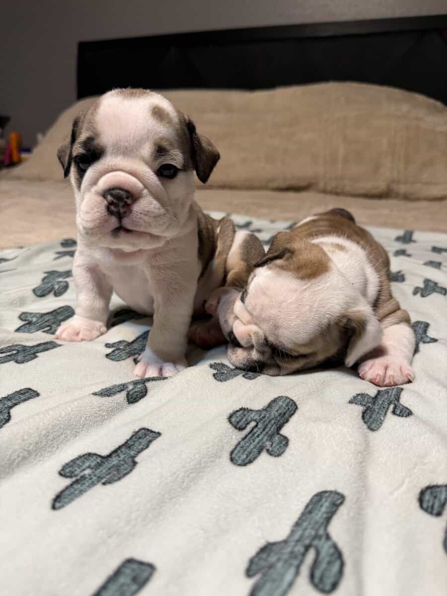 English Bulldog puppies image 16