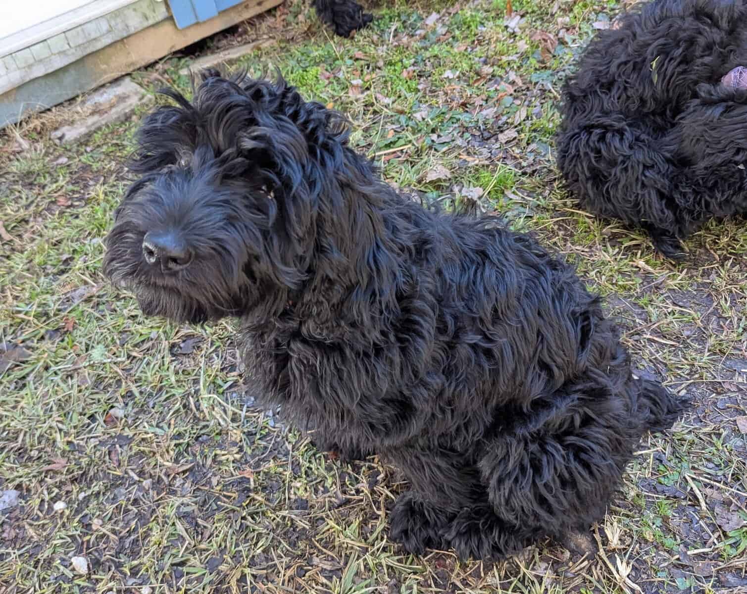 Sweet Whoodle Puppies image 1