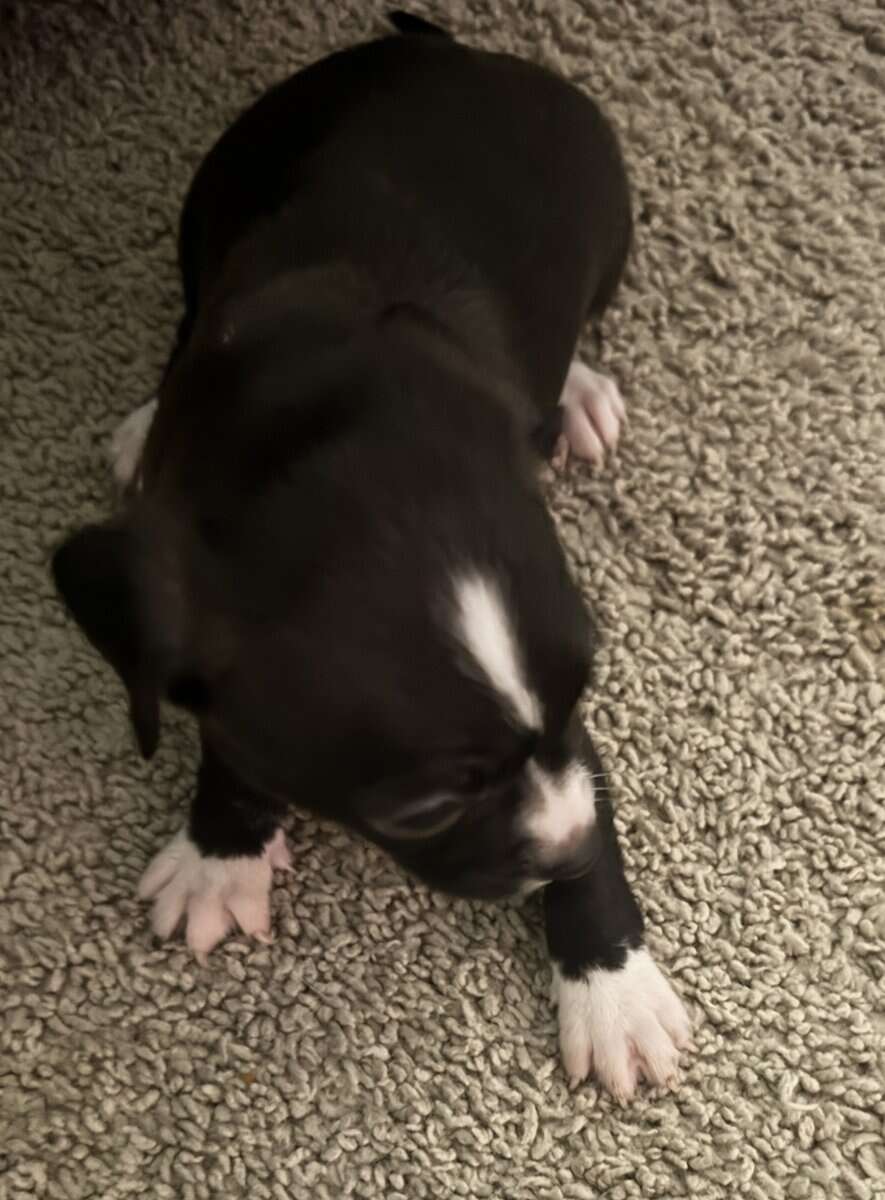Chihuahua with merle eye color different image 4