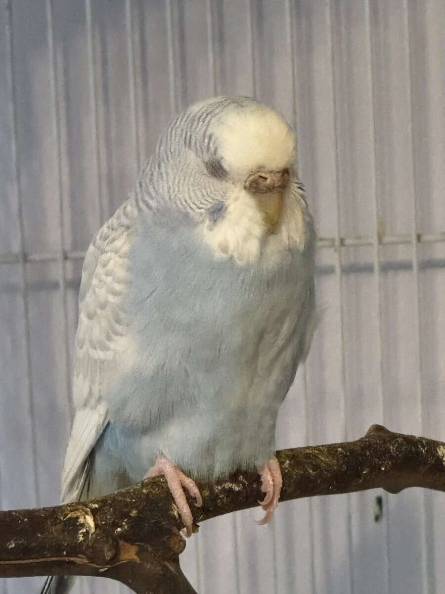 2 female Budgies. (With cage) image 4