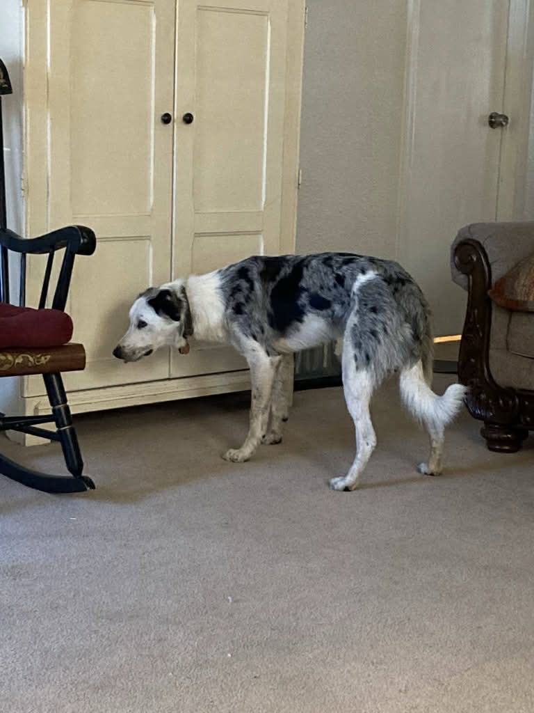 Blue Merle Border Collie - ABCA Male image 5