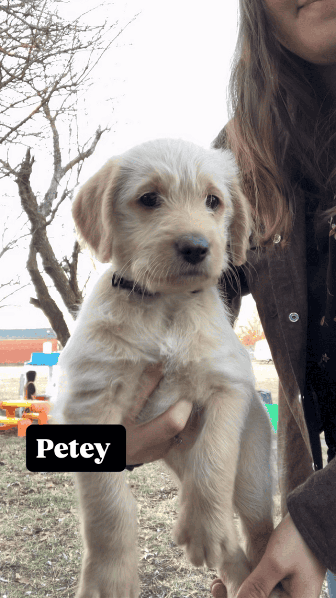 Kansas Labradoodles image 2