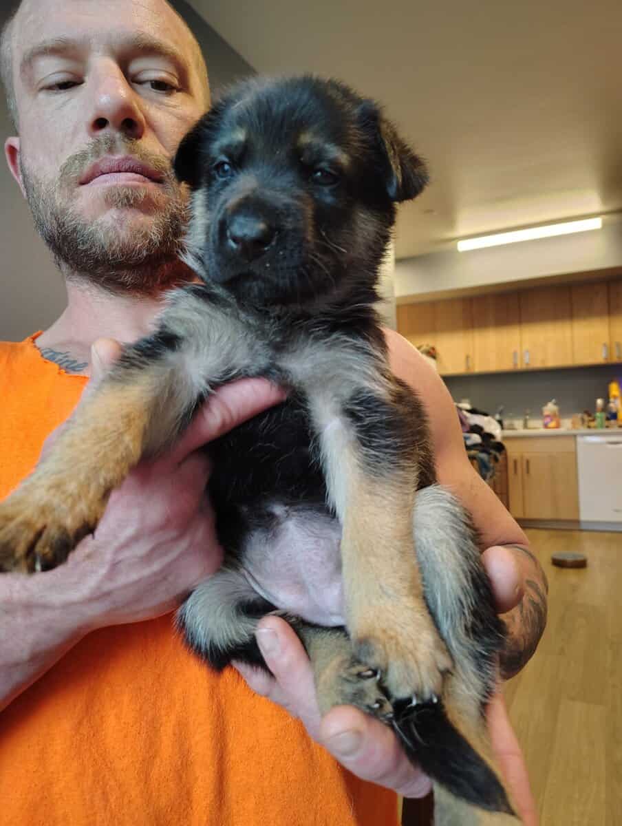 German shepherd image 3