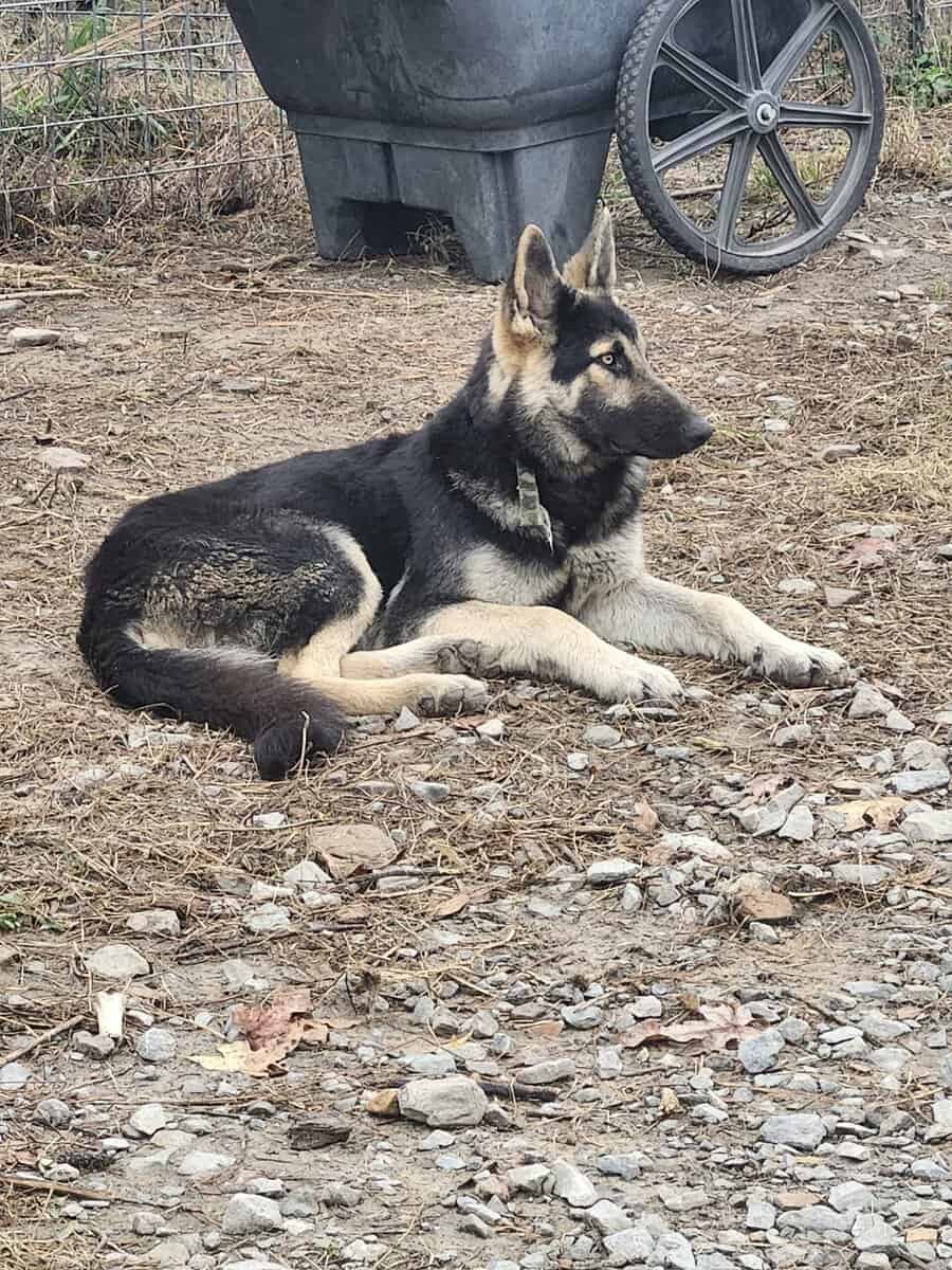 King shepard stud image 3