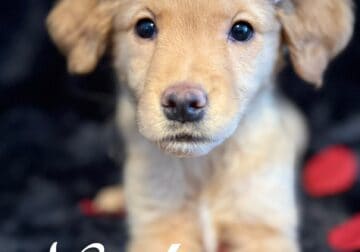 Golden Retriever Puppy