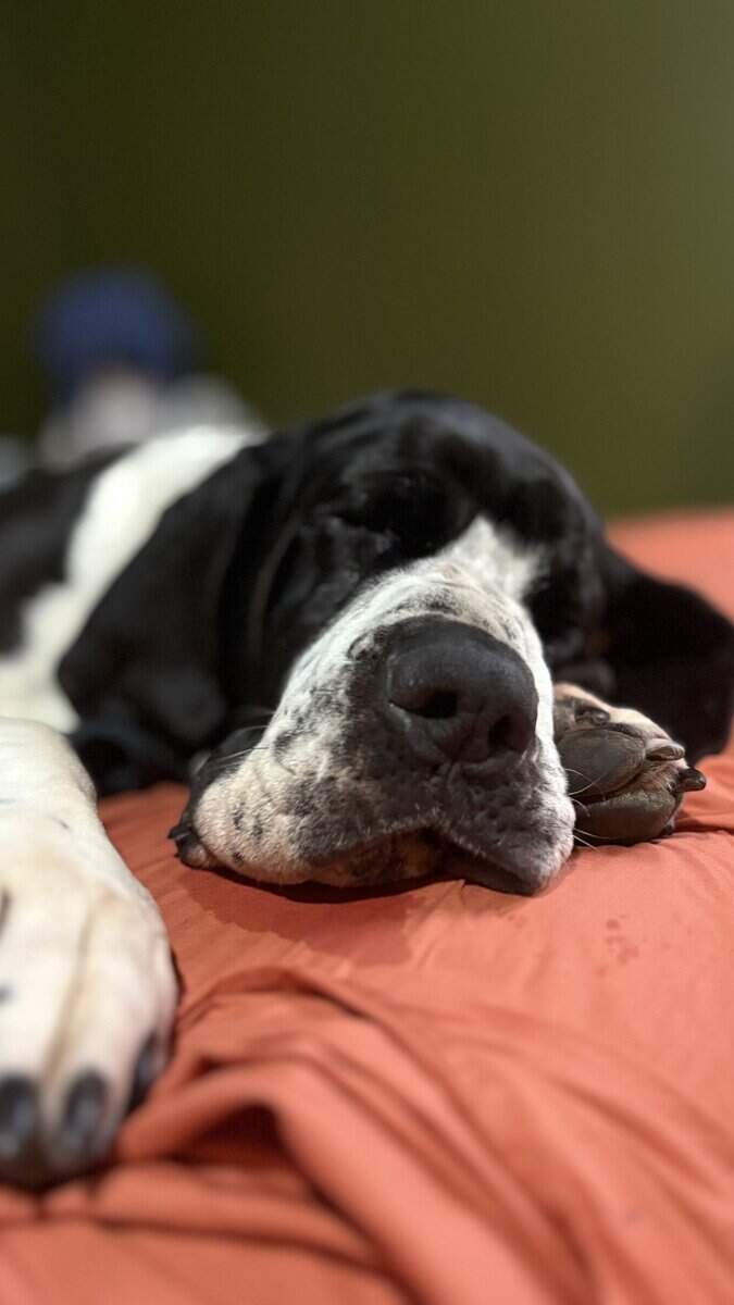 Loving Great Dane image 1