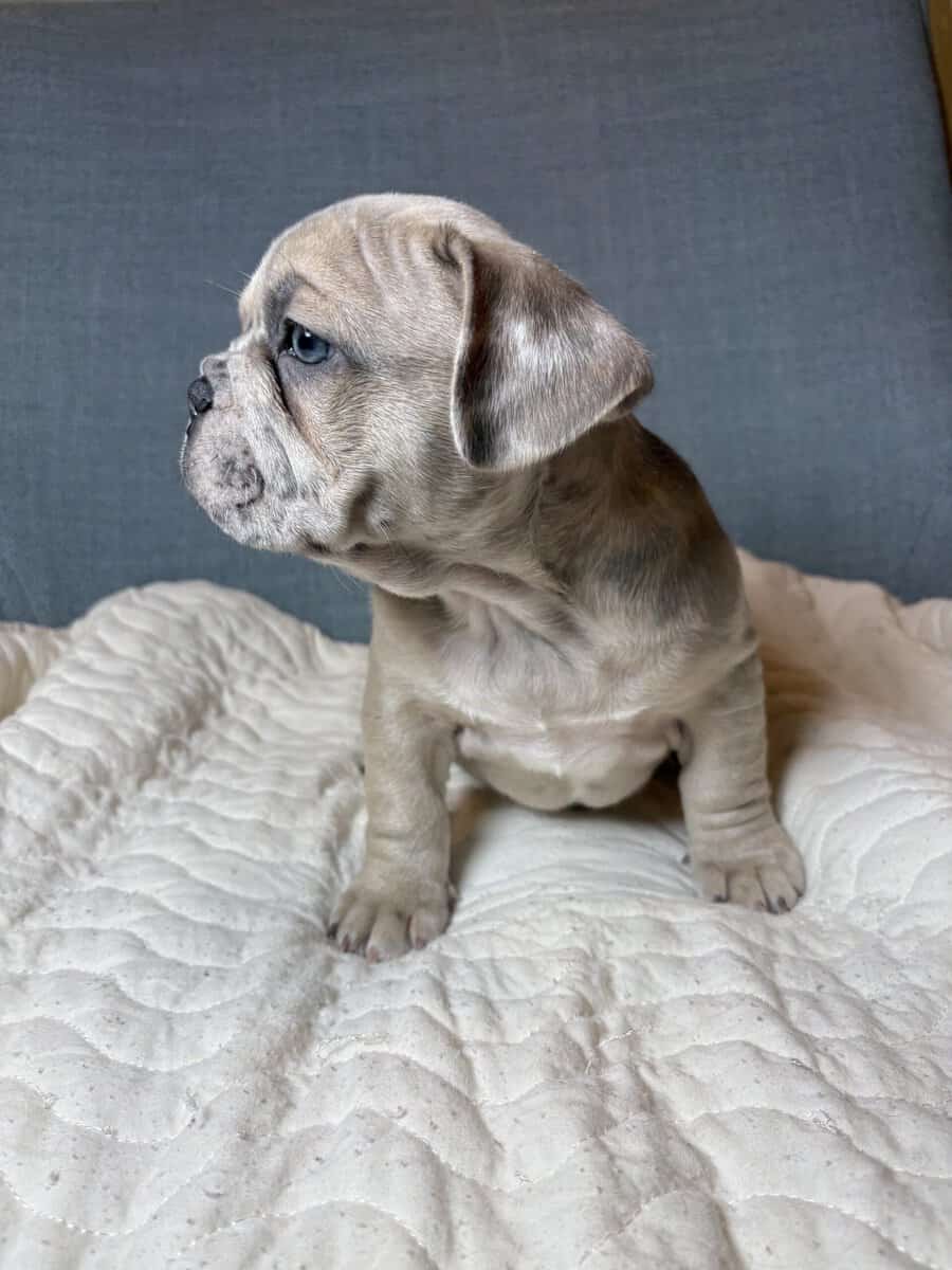 French bulldog image 3