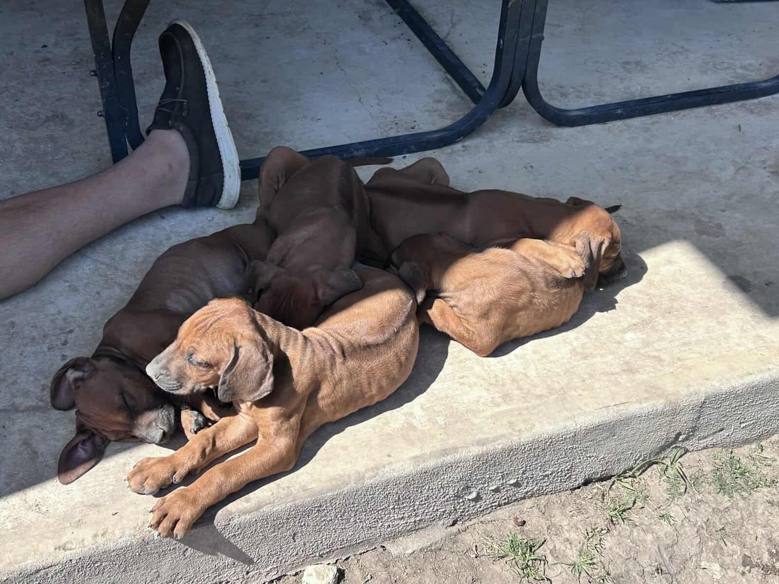 Rhodesian Ridgeback Puppies image 5