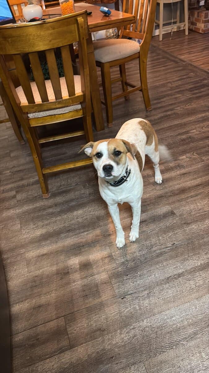 Loveable Dog image 1