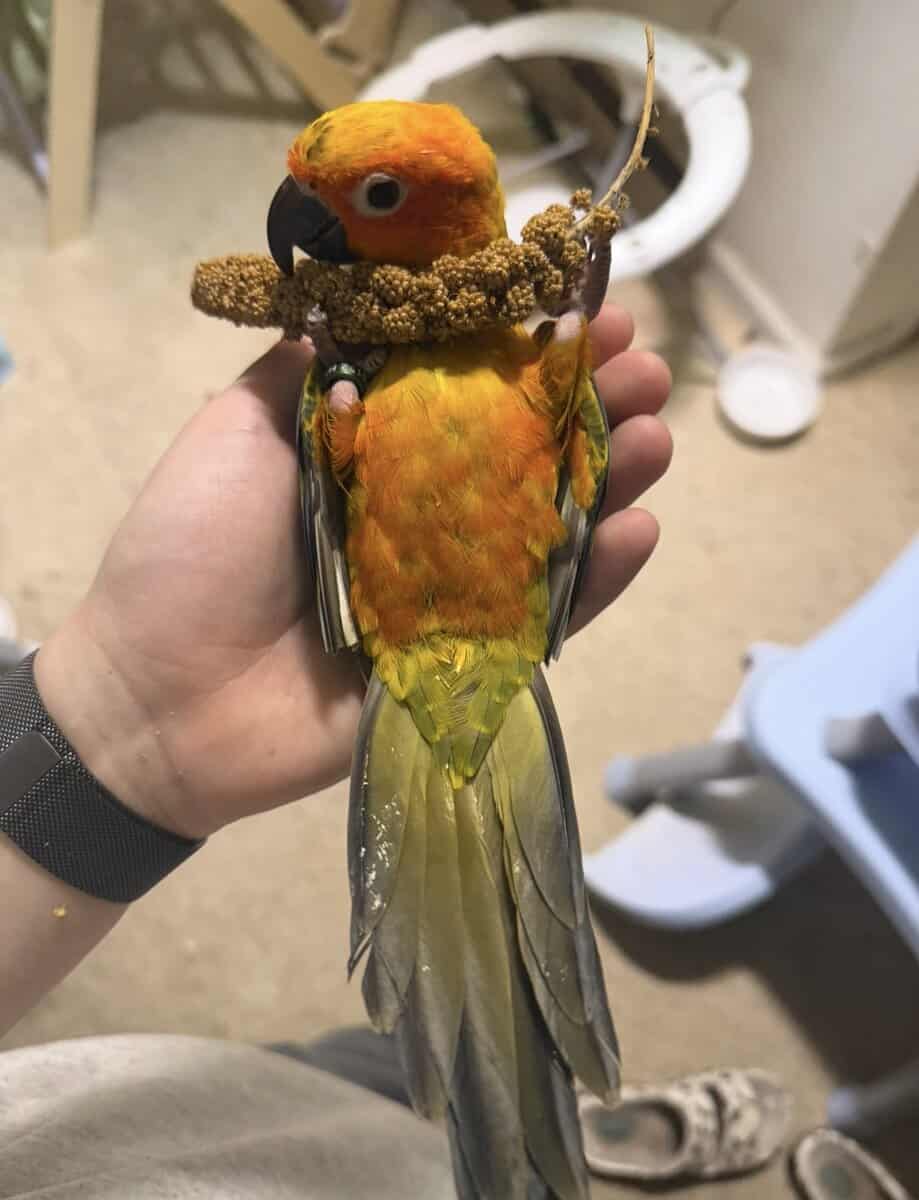 Baby Sun conure image 2