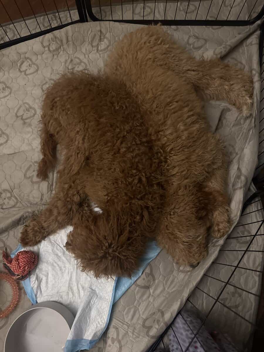Rehoming adorable golden doodle puppies image 2