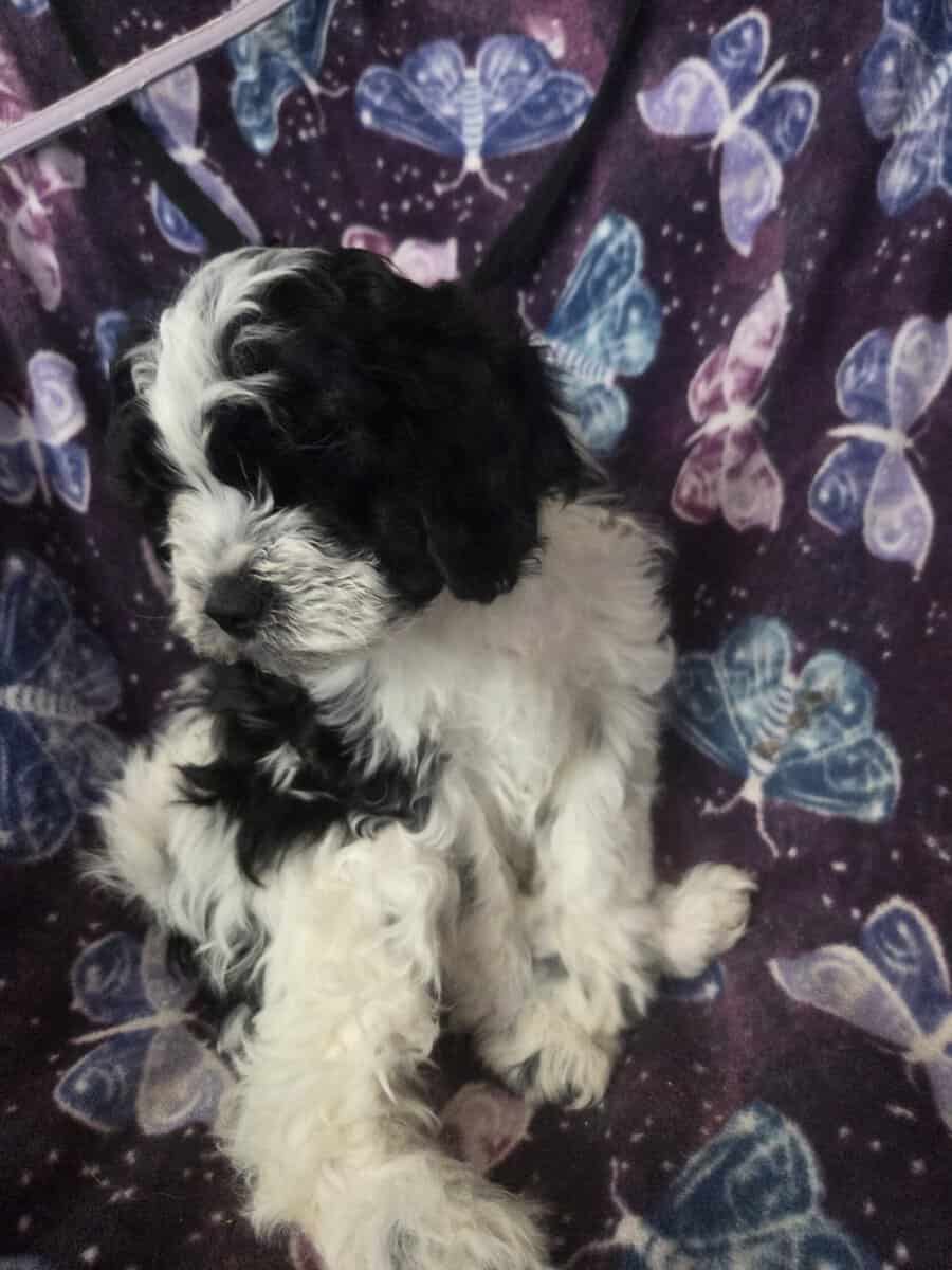 Parti yorkiepoo image 2