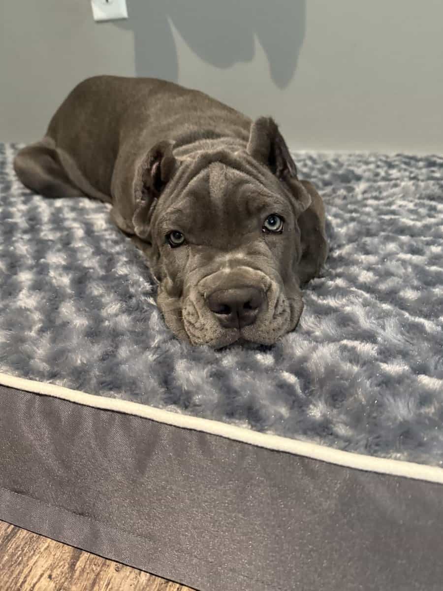 Cane corso image 2