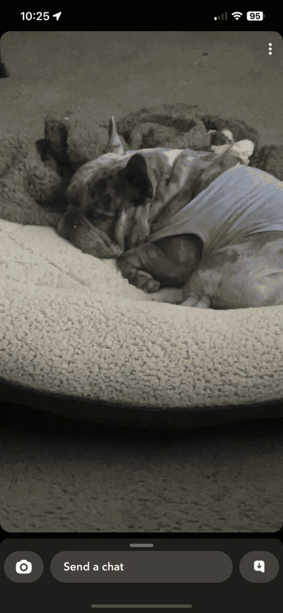 Merle Pocket Bully French Bulldog Male 7yrs image 3