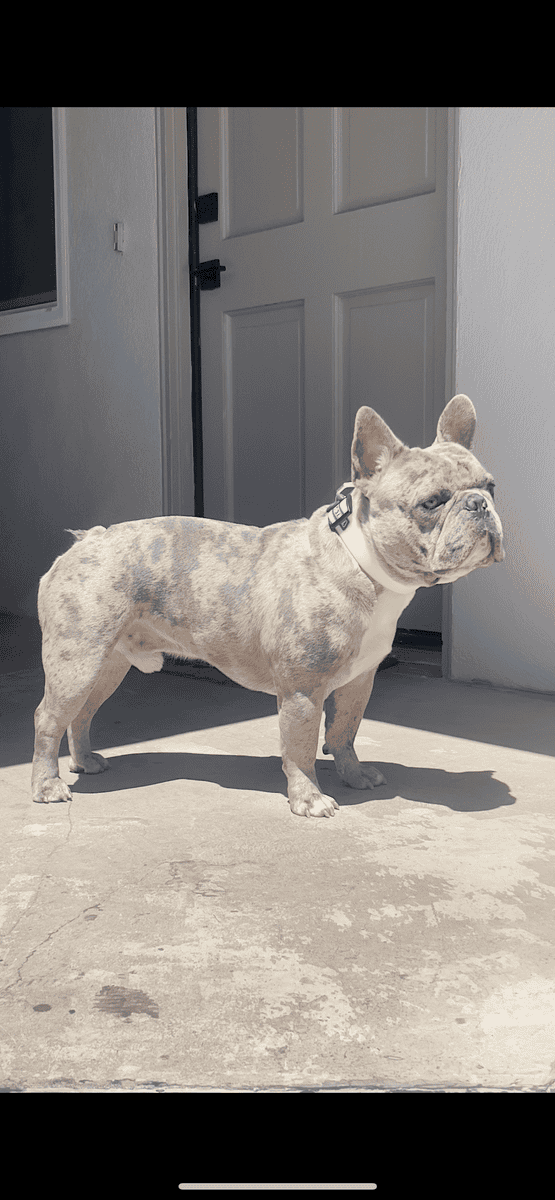 Merle Pocket Bully French Bulldog Male 7yrs image 1