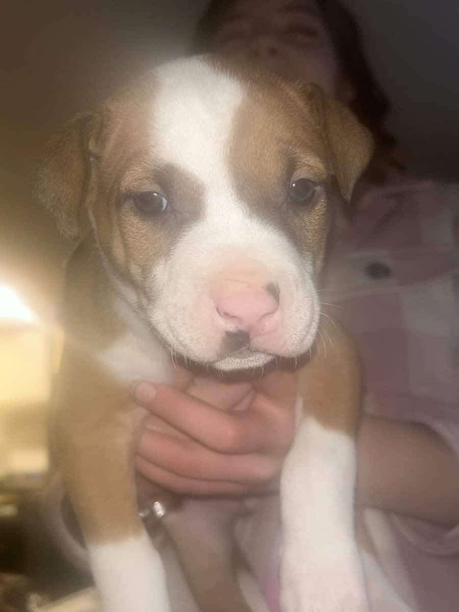 Pure bred pitbull puppies image 6