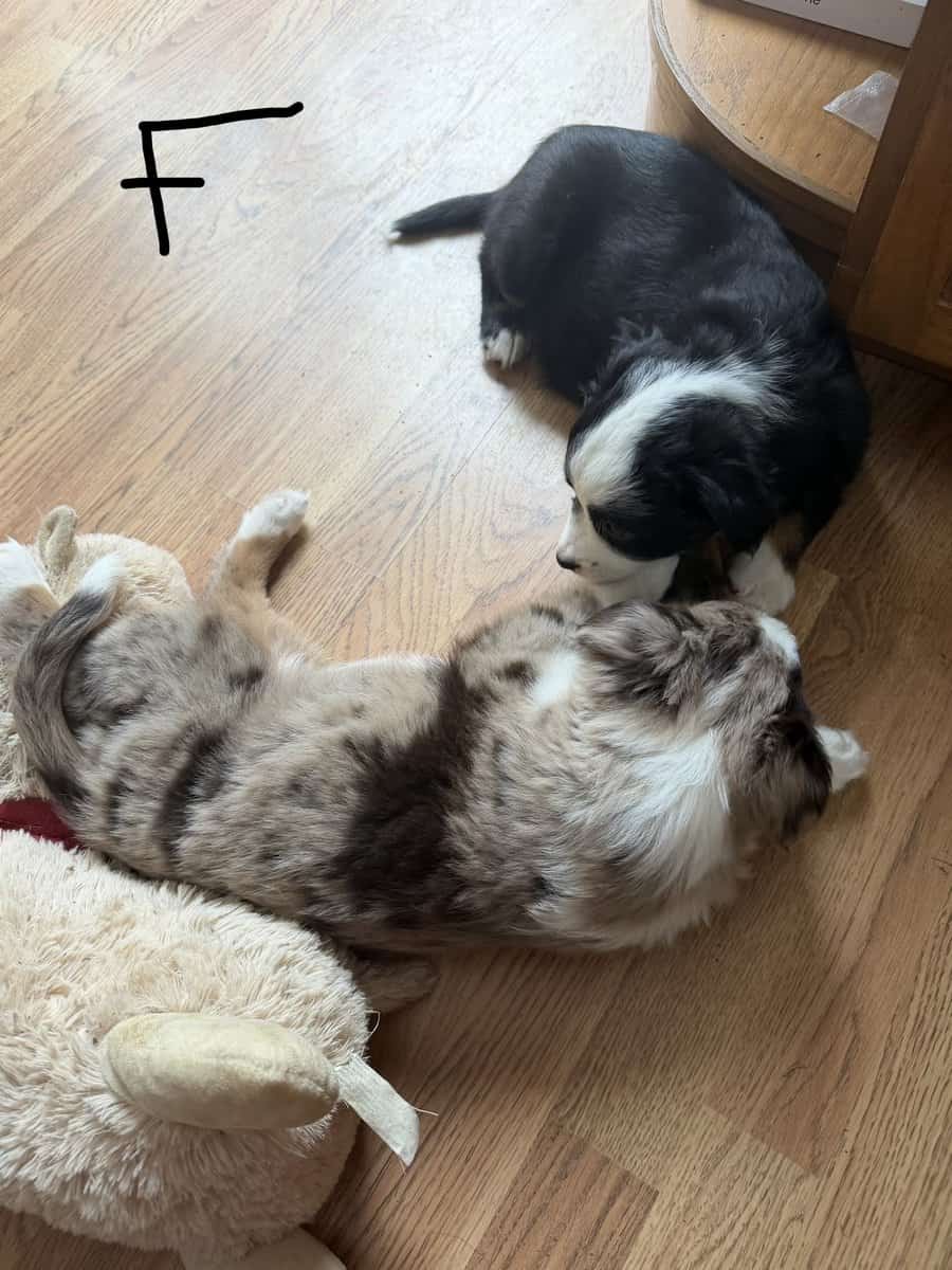 Mini Aussie puppies image 5