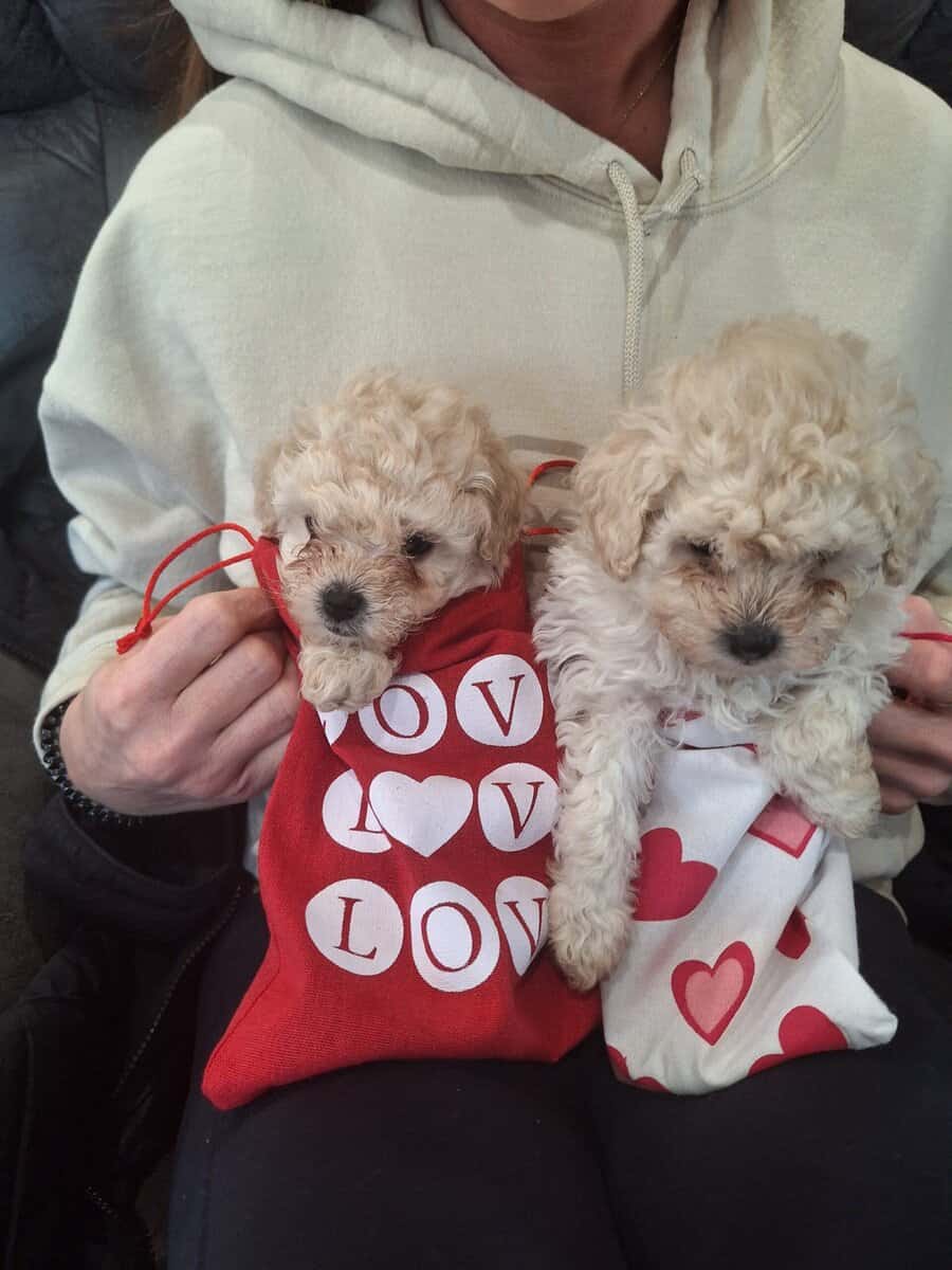 Toy Poodles puppies image 1
