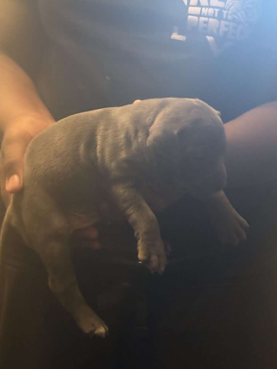 Pitbulls for Sale image 1