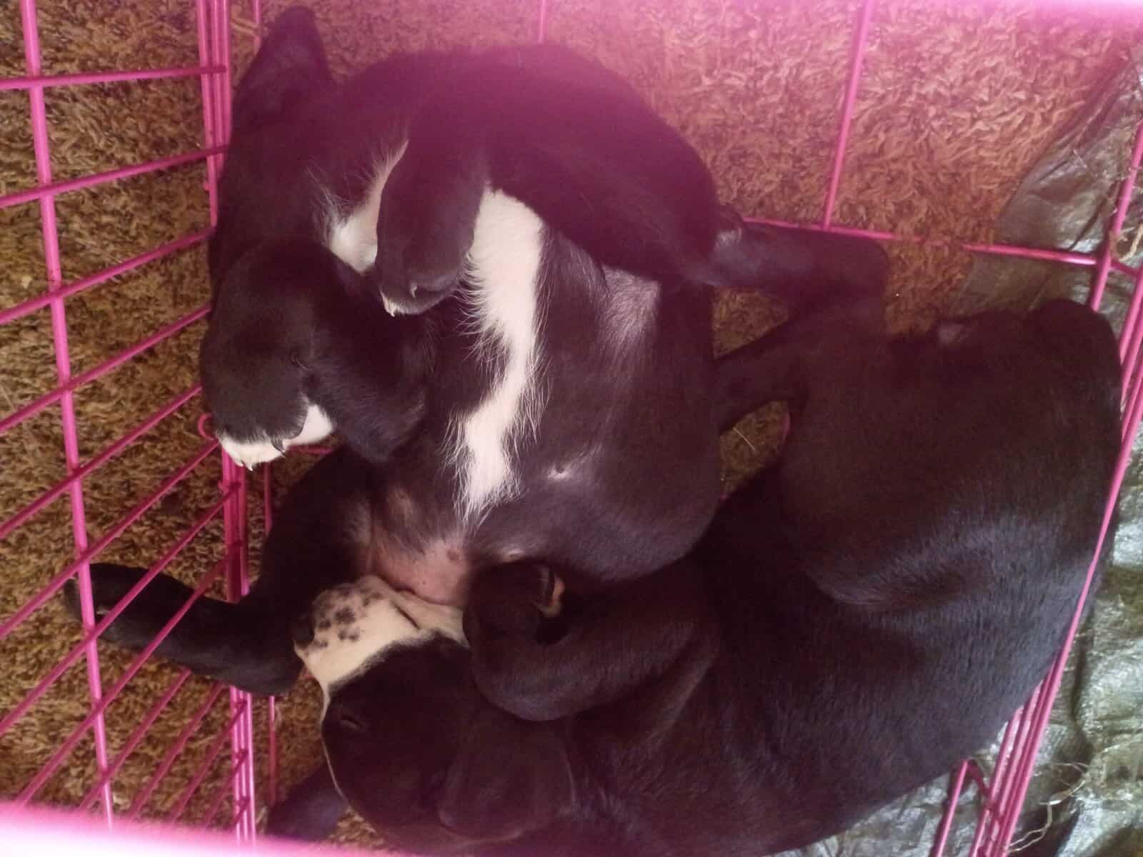 American Bully lab mix puppies image 6