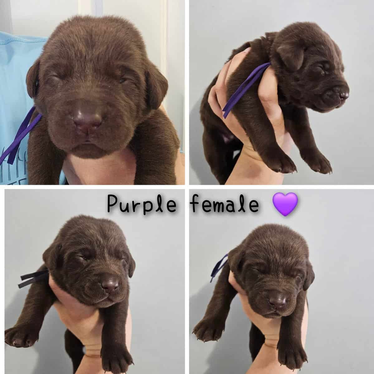 Labrador puppy lab image 3