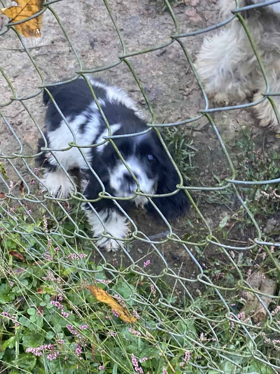 Cocker spaniel image 3