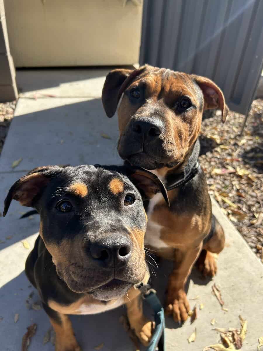 Pitbull Puppies looking for forever home!!! image 1