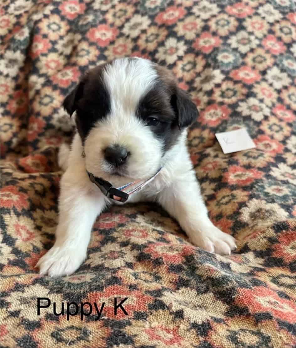 11 Perfect Baby Saint Bernards image 4
