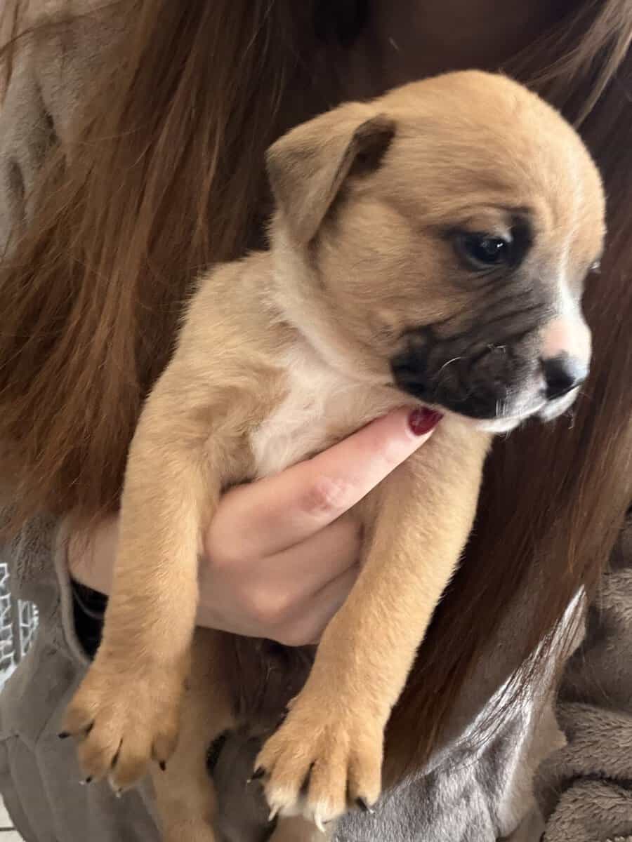 Olde English bulldog puppies image 13