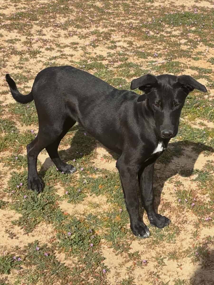 Rehoming Lab puppy mix image 2
