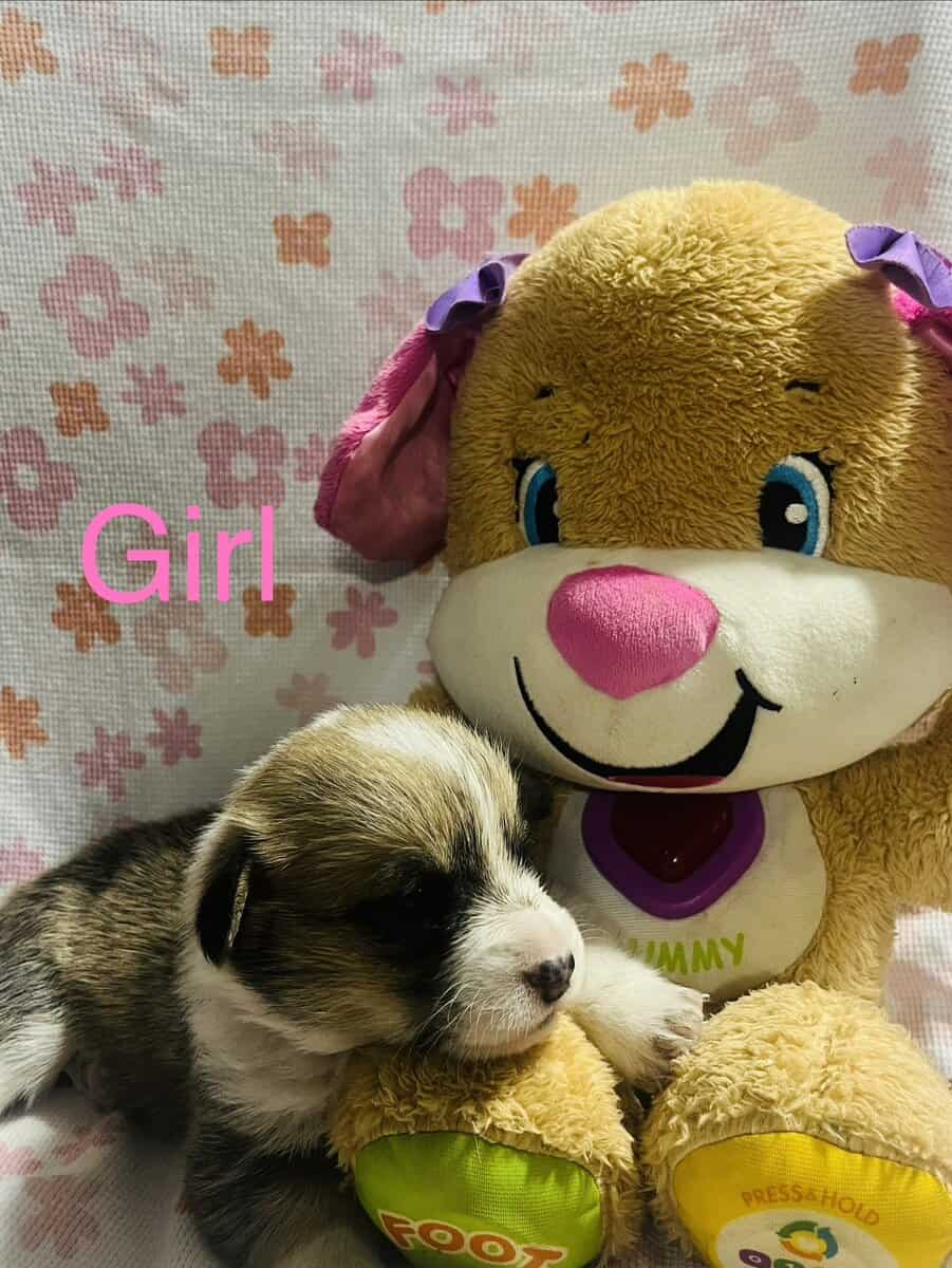 Corgi puppies image 4