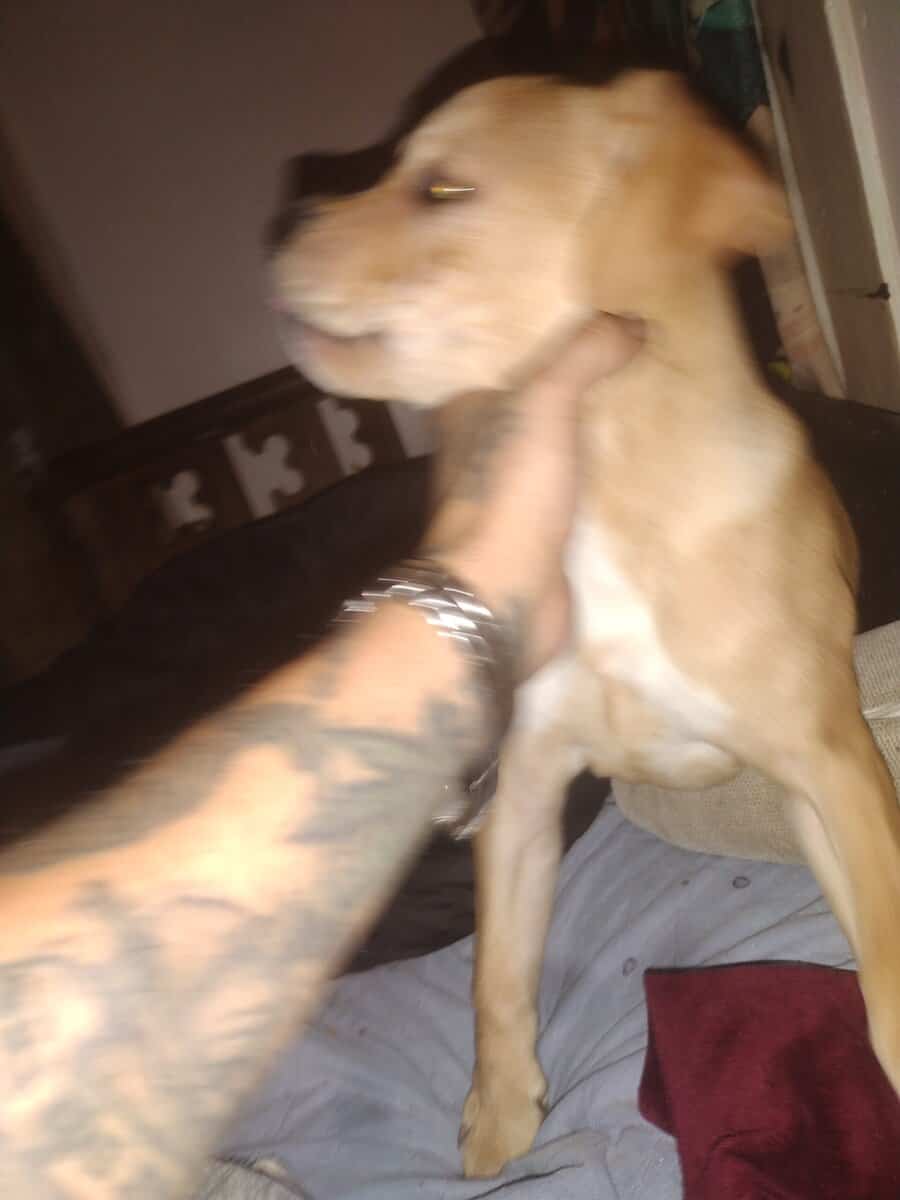 4 month old game bread pit bull carver / Eli w🔥🔥 image 2