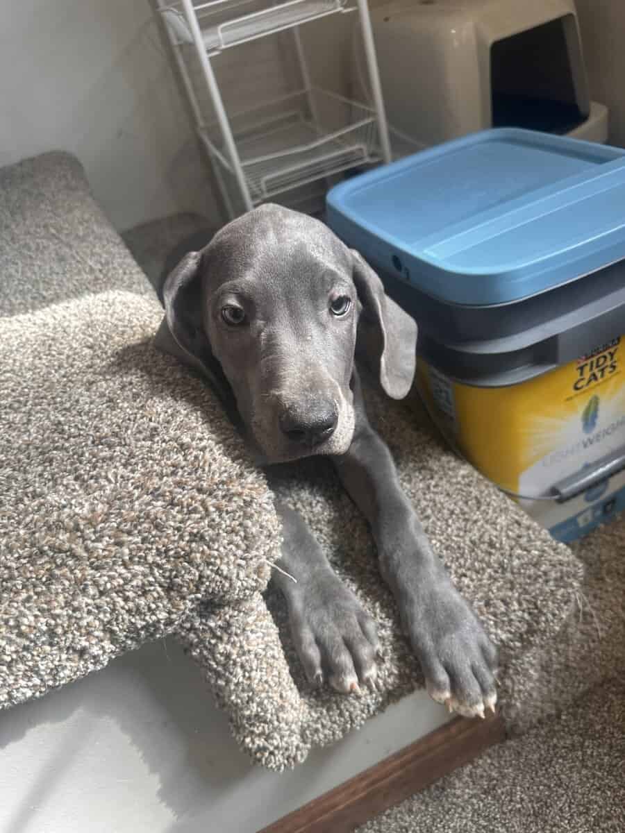 Great Dane puppies image 4